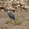 laie-wetland-003.jpg