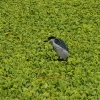 laie-wetland-011.jpg