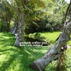 laie-wetland-027-outflow.jpg