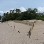 sand-fencing-project-with-maui-canoe-club-019 sand-fencing-project-with-maui-canoe-club-019