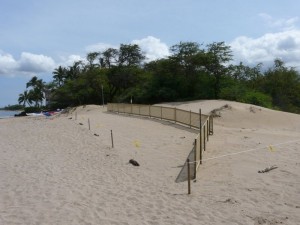 sand-fencing-project-with-maui-canoe-club-019