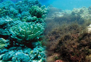 maui-weekly-june-meeting-2 Maui Tomorrow Executive Director Irene Bowie explained how current practices, most notably disposing of treated sewage into injection wells, harms the reefs and environment, wastes water, threatens our health and harms our economy. Shown in the photo above, a healthy reef (left) contrasts with a reef choked with algae and chemicals.
